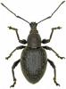 Otiorhynchus sp.
